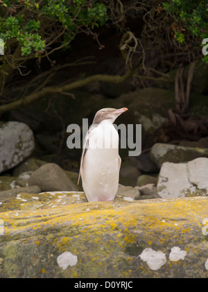 Ein gelb-eyed Pinguin blickt in Curio Bay, vor dem Eintritt in sein Nest, seinem Partner von Ei-Sitzung Pflicht zu entlasten Stockfoto