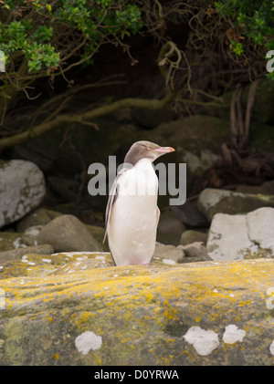 Ein gelb-eyed Pinguin blickt in Curio Bay, vor dem Eintritt in sein Nest, seinem Partner von Ei-Sitzung Pflicht zu entlasten Stockfoto