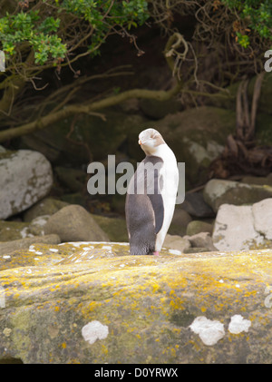 Ein gelb-eyed Pinguin blickt in Curio Bay, vor dem Eintritt in sein Nest, seinem Partner von Ei-Sitzung Pflicht zu entlasten Stockfoto