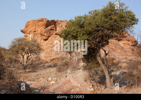 Flussbett im Mapungubwe National Park ein UNESCO-Weltkulturerbe in Limpopo in Südafrika Stockfoto