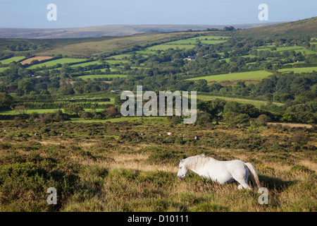 England, Devon, Dartmoor, Ponys Stockfoto
