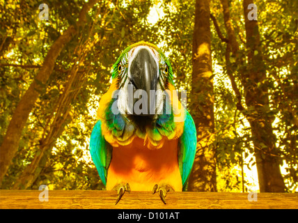 Foto von Südafrika schöner Vogel, große bunte Ara Papagei im Wald, lustige gelbe Sittich mit blauen Flügeln im zoo Stockfoto