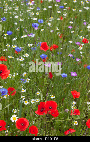 Wildblumenwiese mit Mohn, Kornblumen und Oxeye Gänseblümchen, Gloucestershire, England, UK Stockfoto