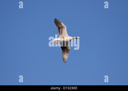 Graugans im Flug gegen strahlend blauen Himmel, England, UK Stockfoto