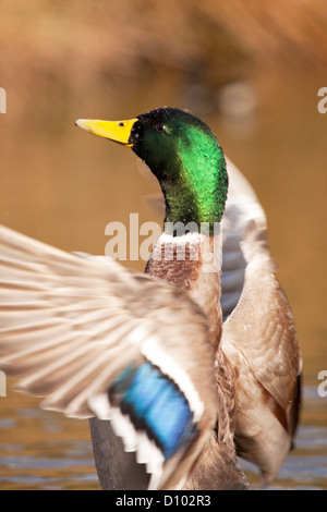 Männliche Stockente schlagen Flügel, England, UK Stockfoto
