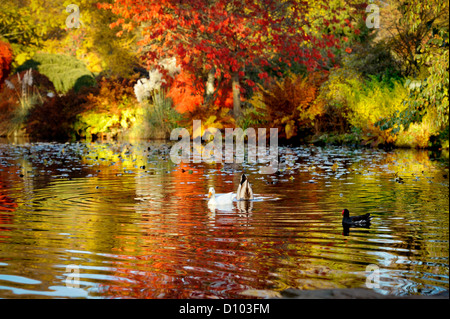 Herbstliche Farben in den Gärten des RBG Kew Wakehurst Place in West Sussex UK. Stockfoto