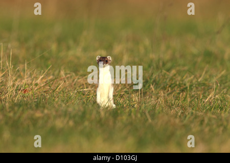 Hermelin / Hermelin-Hermelin (Mustela Erminea), kurzschwänzige Wiesel, Säugetier, Stockfoto