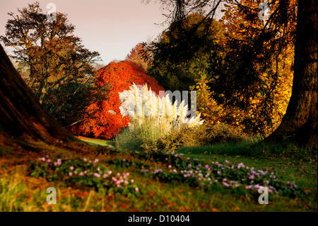 Herbstfarben in den Gärten des RBG Kew Wakehurst Platz in West Sussex UK. Stockfoto