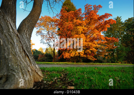 Herbstfarben in den Gärten des RBG Kew Wakehurst Platz in West Sussex UK. Stockfoto