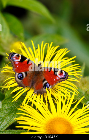 Europäischer Pfauenschmetterling, aglais oder Inachis io, auf einer leuchtend gelben Gänseblümchen-Blume. Stockfoto