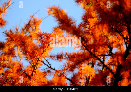 Herbstfarben in den Gärten des RBG Kew Wakehurst Platz in West Sussex UK. Stockfoto