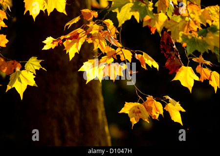 Herbstfarben in den Gärten des RBG Kew Wakehurst Platz in West Sussex UK. Stockfoto