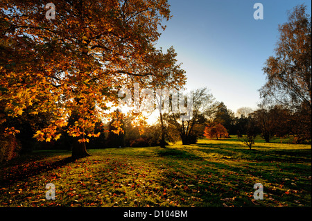 Herbstfarben in den Gärten des RBG Kew Wakehurst Platz in West Sussex UK. Stockfoto