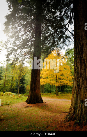 Herbstfarben in den Gärten des RBG Kew Wakehurst Platz in West Sussex UK. Stockfoto