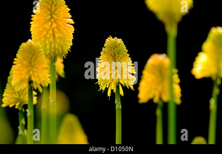 Herbstfarben in den Gärten des RBG Kew Wakehurst Platz in West Sussex UK. Stockfoto