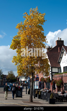 Tulpenbaum im Herbst, Rother Street, London, UK Stockfoto