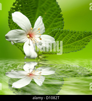 Tung-Blumen für Adv oder anderen Zweck Verwendung Stockfoto