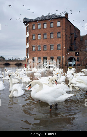 Überflutete Uferweg auf den Fluss Severn bei Worcester, England, UK Stockfoto