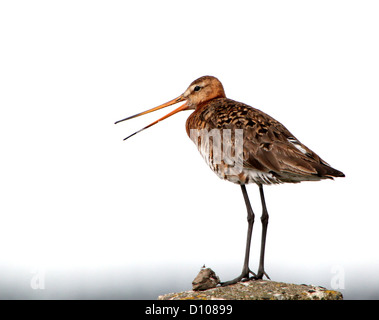 Schwarz-angebundene Uferschnepfe (Limosa Limosa) posiert auf einem Mast und Kreischen in alarm Stockfoto