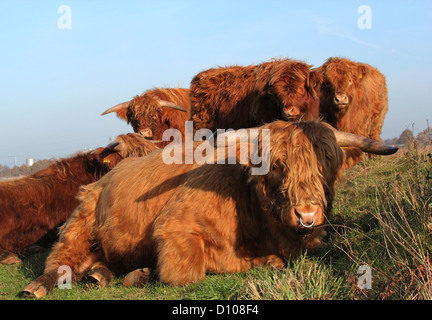 Porträt eines behaarte Highland Bullen liegen faul auf der Wiese Grübeln mit Kälbern im Hintergrund Stockfoto