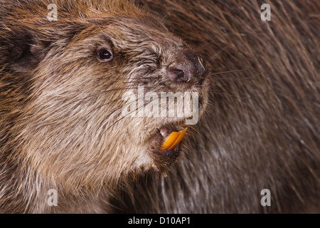 Europäischer Biber, Casper Faser zeigt scharfe Zähne, die zum Fällen von Bäumen verwendet. Stockfoto