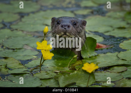 Europäischen Fischotter Lutra Lutra alleinstehende Erwachsene durch die Seerosen (Kopfschuss) Devon Uk Stockfoto