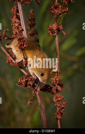 Ernten Sie, Maus (Micromys Minutus) einzelne Jugendliche klettern auf einen Dock-Stamm, Devon Uk Stockfoto