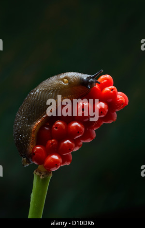 GROßE schwarze Schnecke Arion Ater braune Form krabbeln über stinkende Iris (Iris Foetidissima) Devon, UK Stockfoto