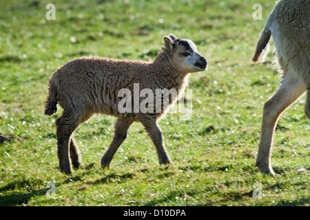 Soay Schaf mit Soay x Welsh Dachs Gesicht Lamm, Devon Uk Stockfoto