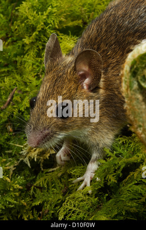 Waldmaus, Apodemus Sylvaticus Einzel Erwachsene Porträt (Kopfschuss) Devon Uk Stockfoto