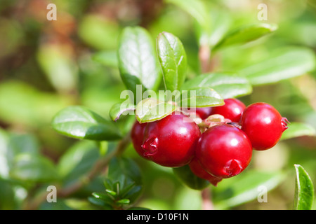 Bush der Reifen Wald Preiselbeeren Nahaufnahme Stockfoto