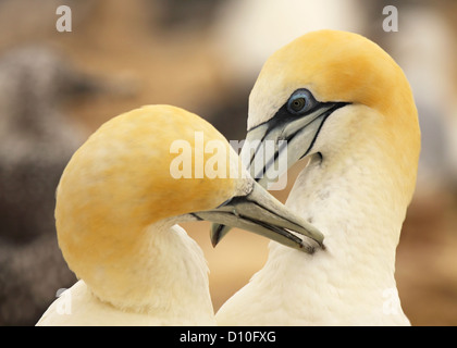 Ein paar der Australasian Basstölpel Pflege in der Werbung. Stockfoto