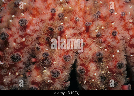 Nahaufnahme der Sonnenblume Sea Star (Pyenopodia Helianthoides). Königin Charlotte Strait, Britisch-Kolumbien, Kanada, Nord-Pazifik Stockfoto