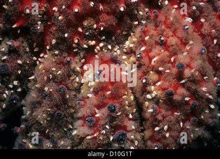 Nahaufnahme der Arme der Sonnenblume Sea Star (Pyenopodia Helianthoides). Königin Charlotte Strait, Britisch-Kolumbien, Kanada Stockfoto