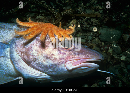 Sonnenblumen Seestern (Pycnopodia Helianthoides) Aufräumvorgang Pazifik Kabeljau (Gadus Macrocephalus). Vancouver Island, Kanada Stockfoto