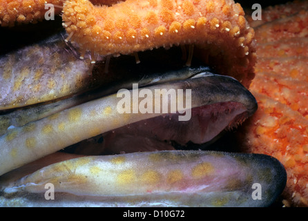 Sonnenblumen Seestern (Pycnopodia Helianthoides) Aufräumvorgang Dorschen (Ophiodon Elongatus). Vancouver Island, Kanada Stockfoto