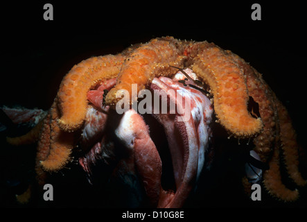 Sonnenblumen Seestern (Pycnopodia Helianthoides) Aufräumvorgang Yelloweye Drachenköpfe (Sebastes Ruberrimus). Kanada Stockfoto