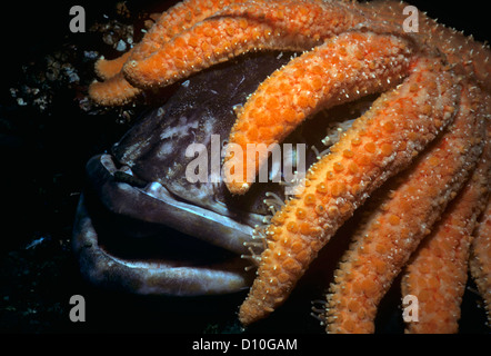 Sonnenblumen Seestern (Pycnopodia Helianthoides) Aufräumvorgang Dorschen (Ophiodon Elongatus). British Columbia, Kanada Stockfoto