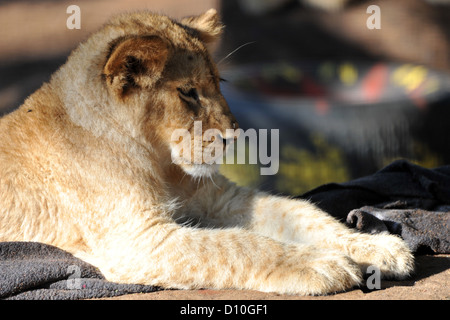 Löwenbabys in Gefangenschaft in einem südafrikanischen Wildreservat. Stockfoto