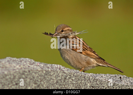 Eine weibliche Englisch Sparrow eine Feder zu seinem Nest zurückzubringen. Stockfoto