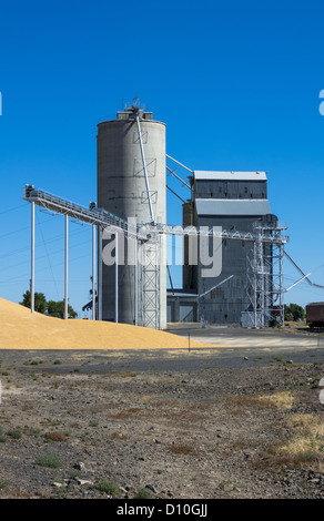 Silo- und Getreidesilo mit Korn auf Boden Stockfoto