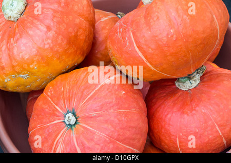 Anzeige der orange Hubbard Squash auf dem Bauernmarkt Stockfoto