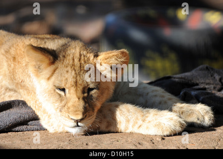 Löwenbabys in Gefangenschaft in einem südafrikanischen Wildreservat. Stockfoto