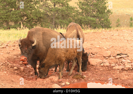 Eine kleine amerikanische Bision Herde genießen einen Leckstein. Stockfoto