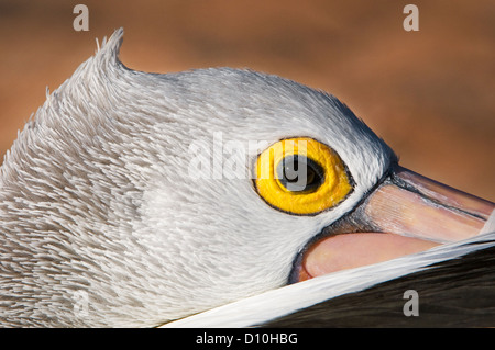 Leiter der ein australischen Pelikan. Stockfoto