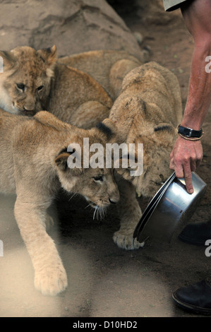 Löwenbabys spielen mit einem Spiel Keeper in Gefangenschaft in Südafrika. Stockfoto