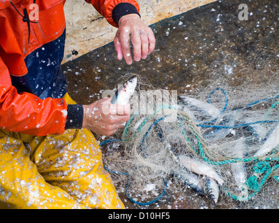 Hering landete in Padstow, Cornwall, UK. Stockfoto