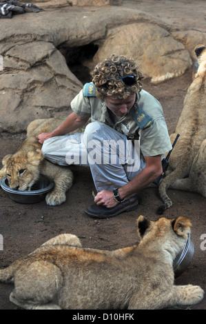 Löwenbabys spielen mit einem Spiel Keeper in Gefangenschaft in Südafrika. Stockfoto