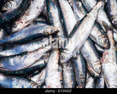 Hering landete in Padstow, Cornwall, UK. Stockfoto