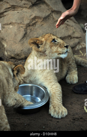 Löwenbabys spielen mit einem Spiel Keeper in Gefangenschaft in Südafrika. Stockfoto